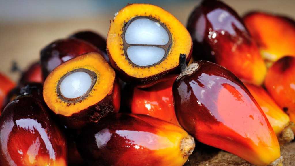 African_oil_palm_optimized